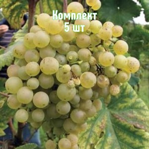 Комплект 5шт / Виноград Глера